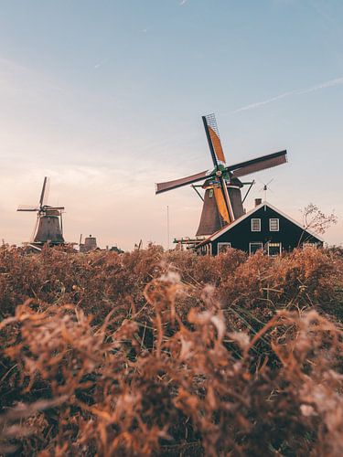 Typisch Nederlandse windmolens in Zaanse Schans op een zomerse avond tijdens het golden hour