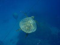 Sea turtle