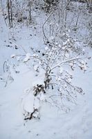 Cold Winter Day