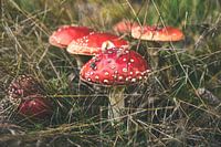 Pilze