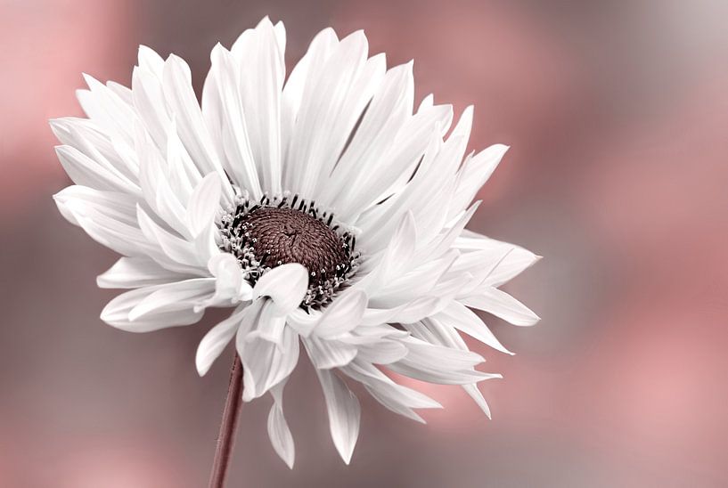 Summer flower by Violetta Honkisz