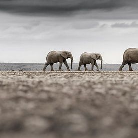 Elefantenparade von Richard Guijt Photography