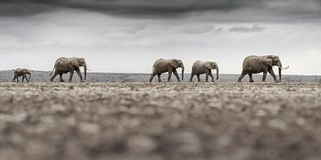 Elephant parade