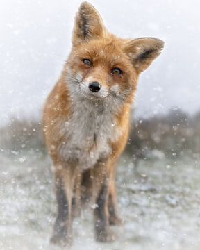 Rode vos in de sneeuw van Patrick van Bakkum