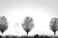 trees in the mist