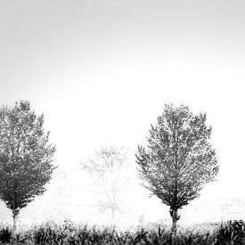 trees in the mist van Johan van der Linde