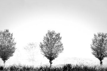 trees in the mist