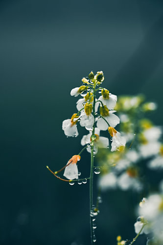 Weiße Blüten nach dem Regen – Makro
