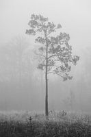 Pinus