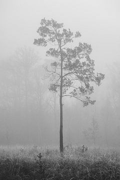 Pinus van Peter Deschepper