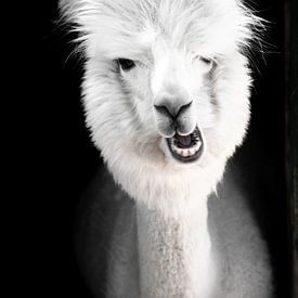 Grappige witte alpaca of lama in zijn stal van Fotos by Jan Wehnert