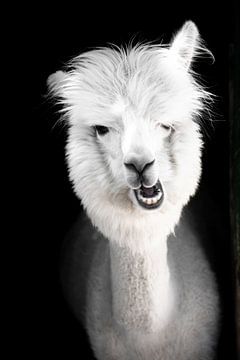 Grappige witte alpaca of lama in zijn stal