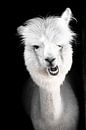 Funny white alpaca or llama in his stable by Fotos by Jan Wehnert thumbnail