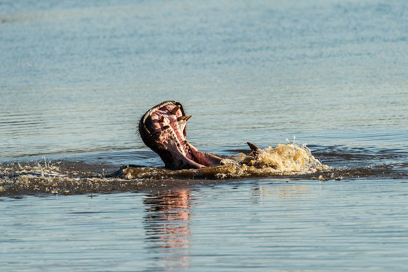 Nijlpaard - Hippopotamus amphibius van Rob Smit