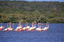 Beautiful pink flamingo colony in Cuba by De wereld door de ogen van Hictures