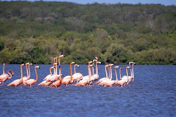 Prachtig roze flamingo kolonie in Cuba van De wereld door de ogen van Hictures