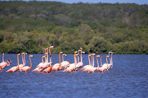 Prachtig roze flamingo kolonie in Cuba