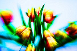 Tulip by Annette Kempers
