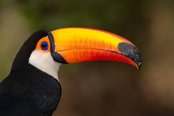 Giant toucan by Hillebrand Breuker