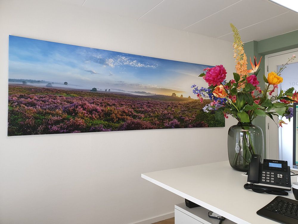 Blooming Heather plants in Heathland landscape during sunrise panorama