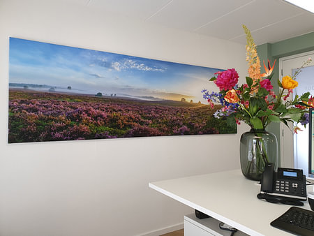 Blooming Heather plants in Heathland landscape during sunrise panorama