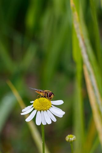 Abeille et marguerite.