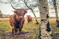 Schotse Hooglanders op Jiltdijksheide (Westerkwartier) van Martijn van Dellen thumbnail