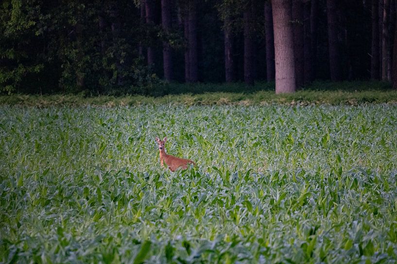 Deer by Maaike Krimpenfort
