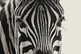 Zebra Symmetry in Stripe and Silence by Eva Lee