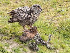 hibou grand-duc d'Europe sur Loek Lobel