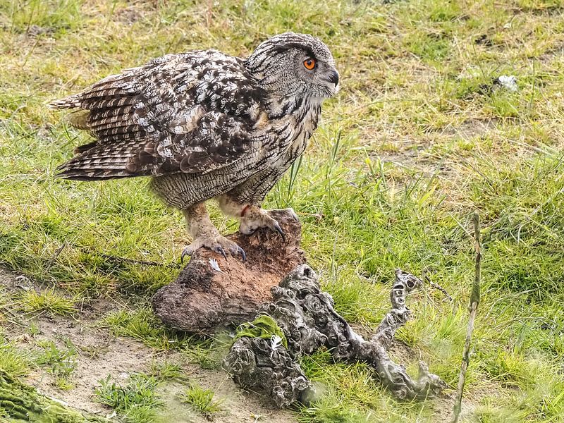 hibou grand-duc d'Europe par Loek Lobel
