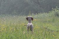 Weimaraner