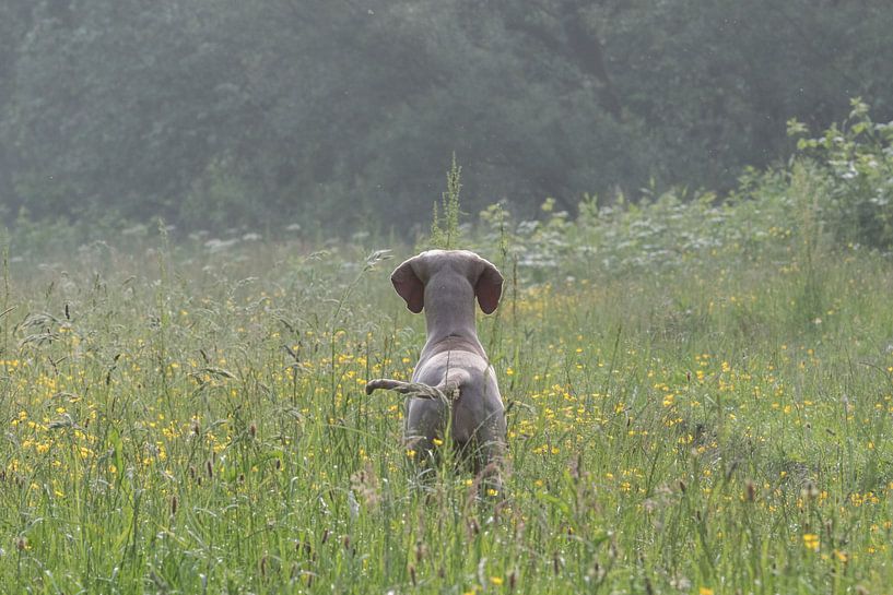 Weimaraner van Antoon van Osch