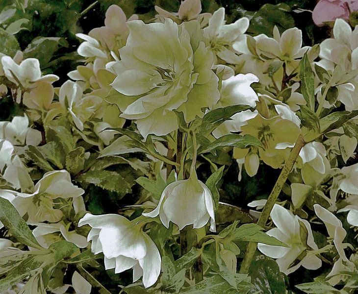 Ghostly White Lenten Rose by Dorothy Berry-Lound