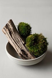 Driftwood and moss in bowl by Imperial Art House