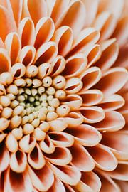 Orange flower by Elise van Gils