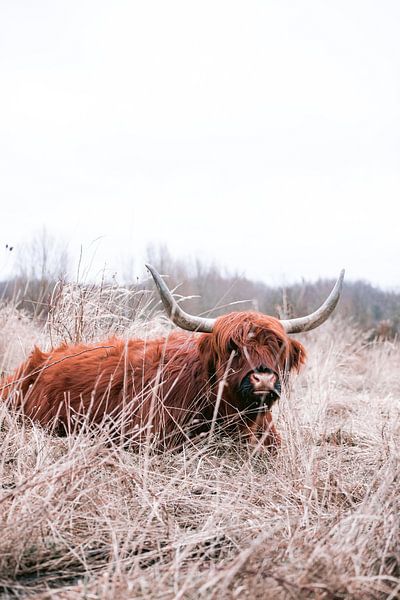 Scottish Highlanders in the amsterdam forest by Lindy Schenk-Smit