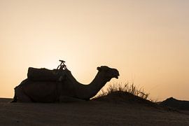Camel in the desert by Herwin Wielink
