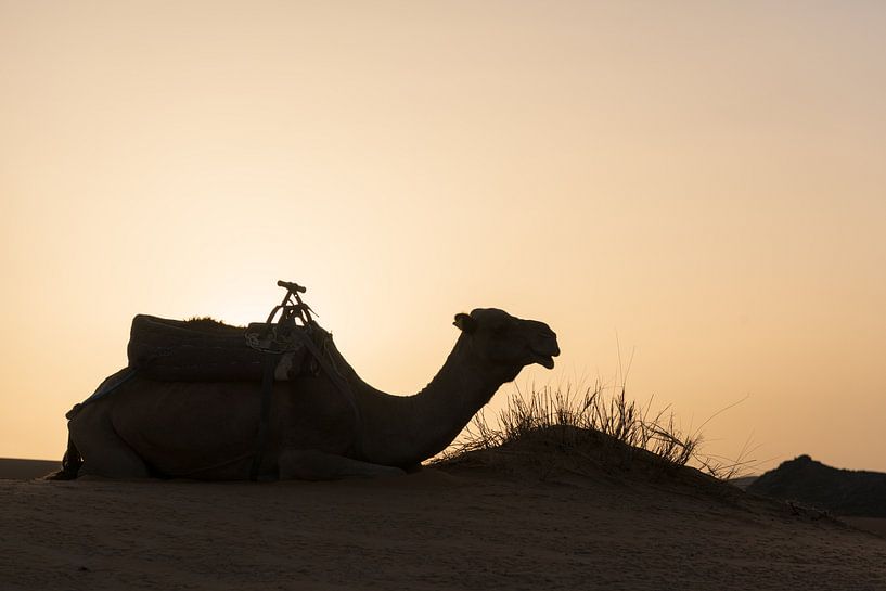 Kamel in der Wüste von Herwin Wielink