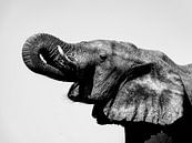 Olifant in zwart wit van Omega Fotografie thumbnail