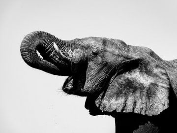 Éléphant en noir et blanc sur Omega Fotografie