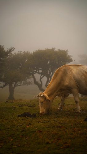 Mystérieuse forêt de Fanal avec brouillard et vaches