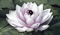 Yin Yang Lotus Flower van Jacky thumbnail