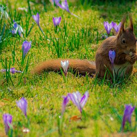 Squirrel in Spring  by Jamie Lebbink