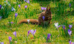 Eichhörnchen im Frühling  von Jamie Lebbink