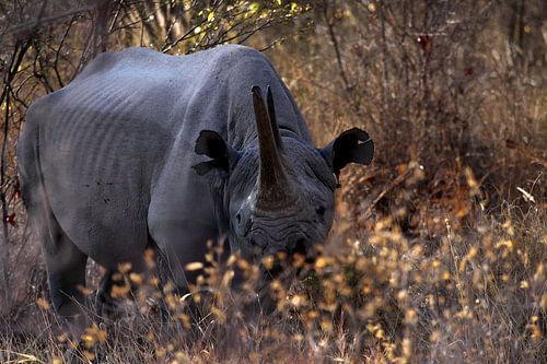 Neushoorn in Okaukuejo