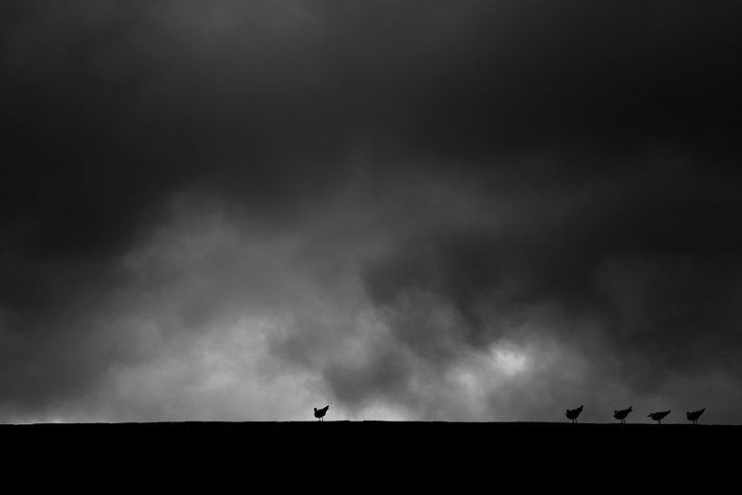 Seaguls in the Storm von Vincent van den Hurk