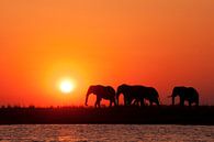 Coucher de soleil africain Botswana par Lotje Hondius Aperçu