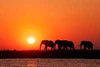 Afrikaanse zonsondergang Botswana