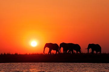 African sunset Botswana by Lotje Hondius